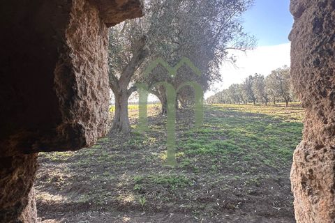 Ruinere i Brindisi, Brindisi, Brindisi - € 68.000 | Ref: Casolare Bern - foto 35